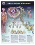 Understanding Human DNA Anatomical Chart